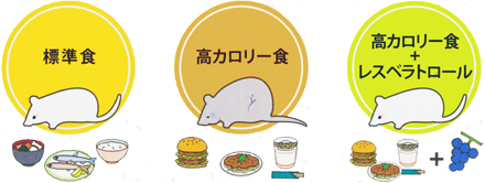 フレンチパラドックス