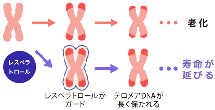 ���X�x���g���[���̒�������